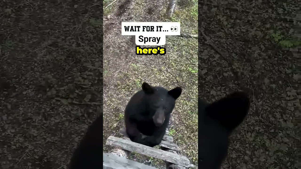 Wild Black Bear Encounter Gone Wrong | Viral Nature Short 🐻🌲