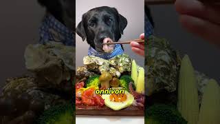 Lupo vs Cane: La Verità Che Non Conosci