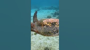 سورة النساء، آية 47-48 | Surah An-Nisa, verse 47–48