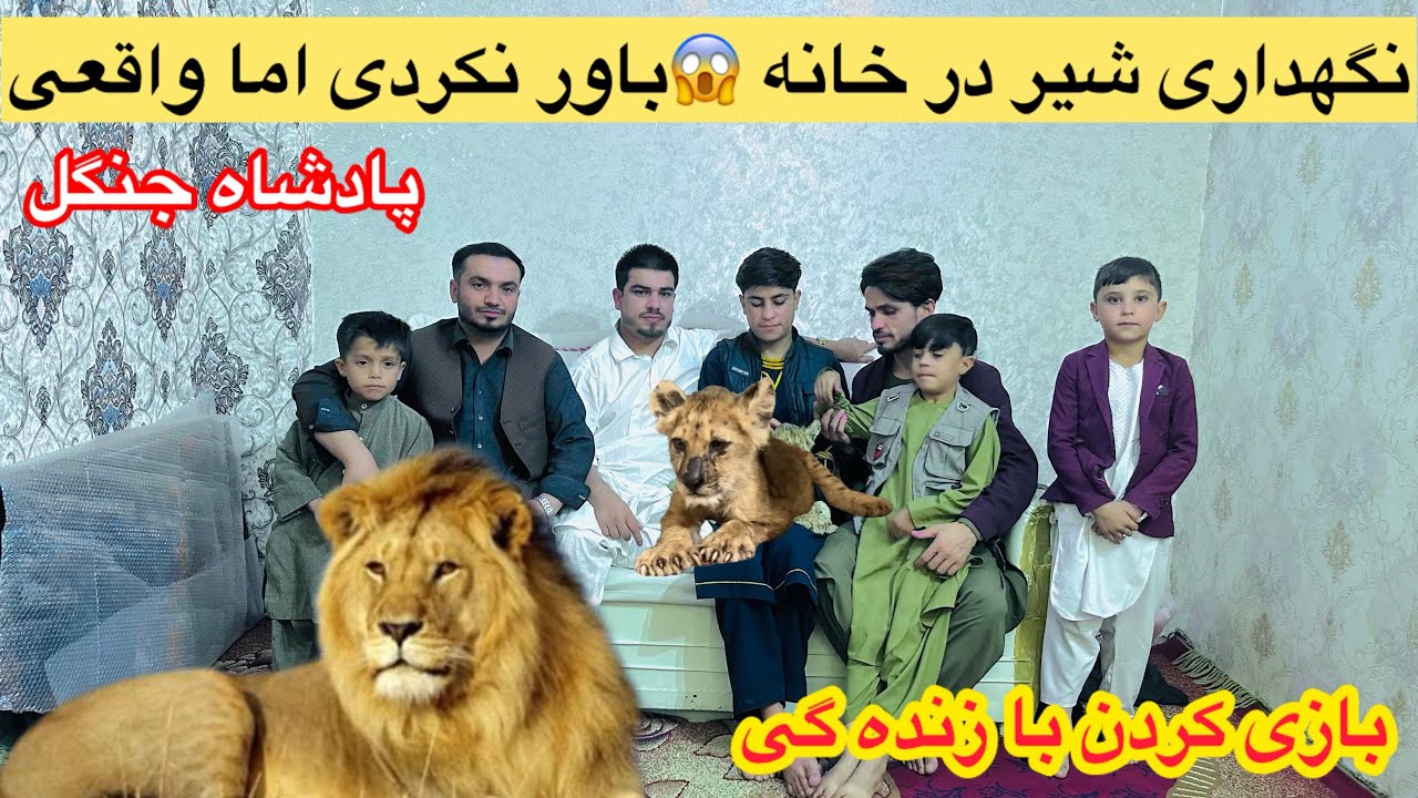 نگهداری شیر در خانه 😱تجربه‌ای حیرت‌انگیز از دوستی با سلطان جنگل! #شیر #حیوانات_خانگی #مستند_کوتاه  