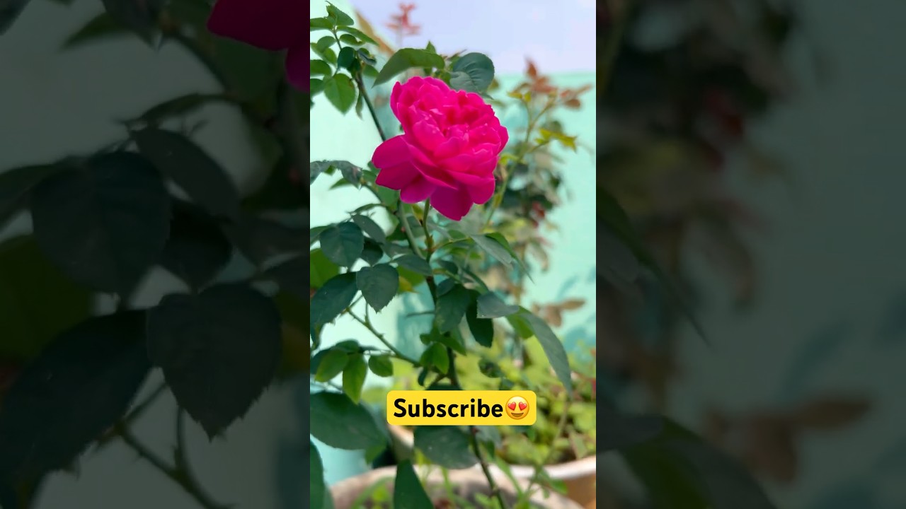 Roses 🌹 Short video. 