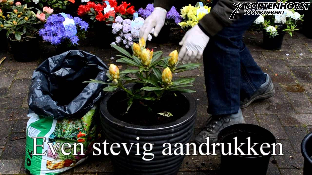 Overpotten naar grotere sierpot