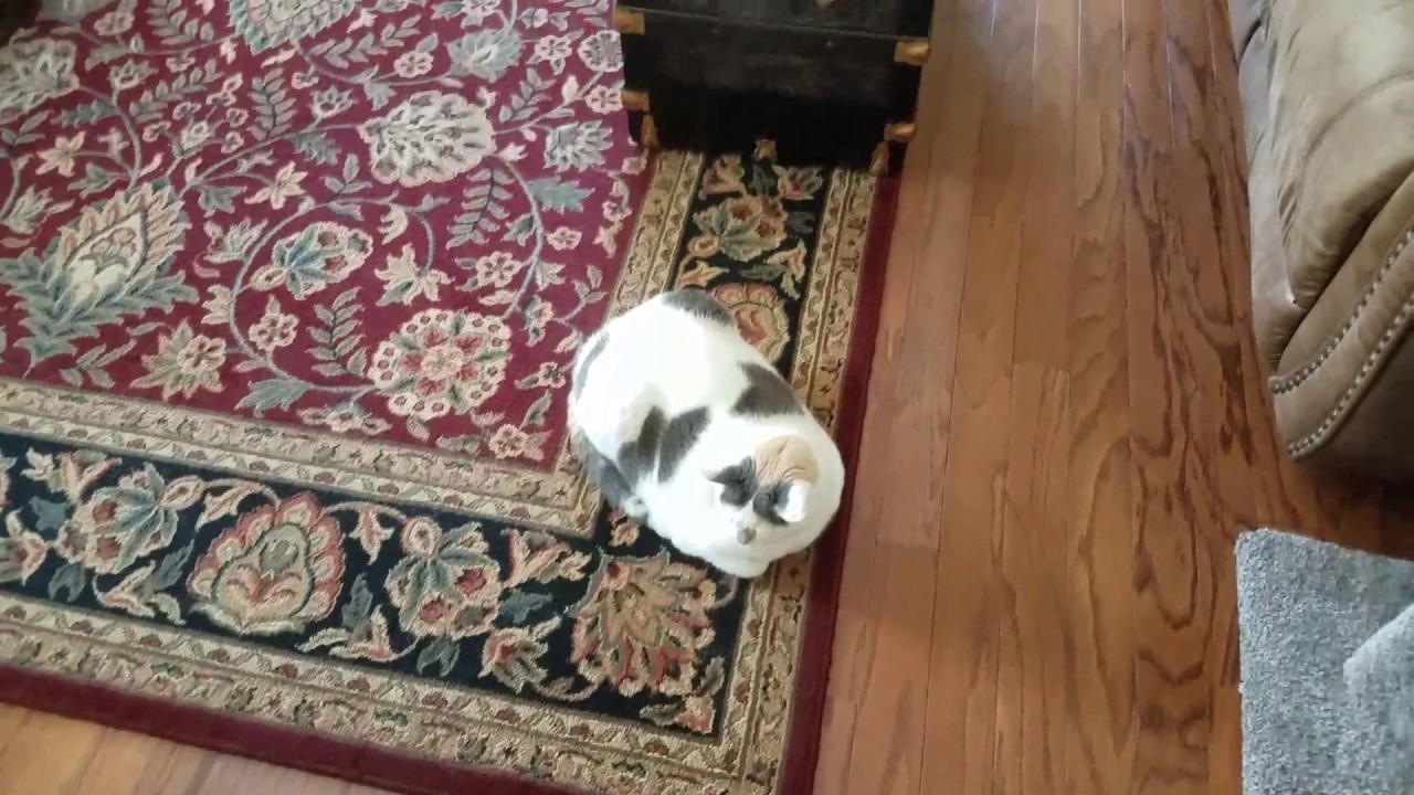 I love cats more than cotton candy. YouTube