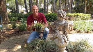 Plant Van Die Week Vir 20 Maart 2021 Is Die Carex Oshimensis Everest