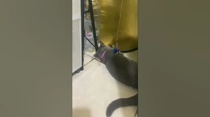 Video 11689361: cat funny kucing