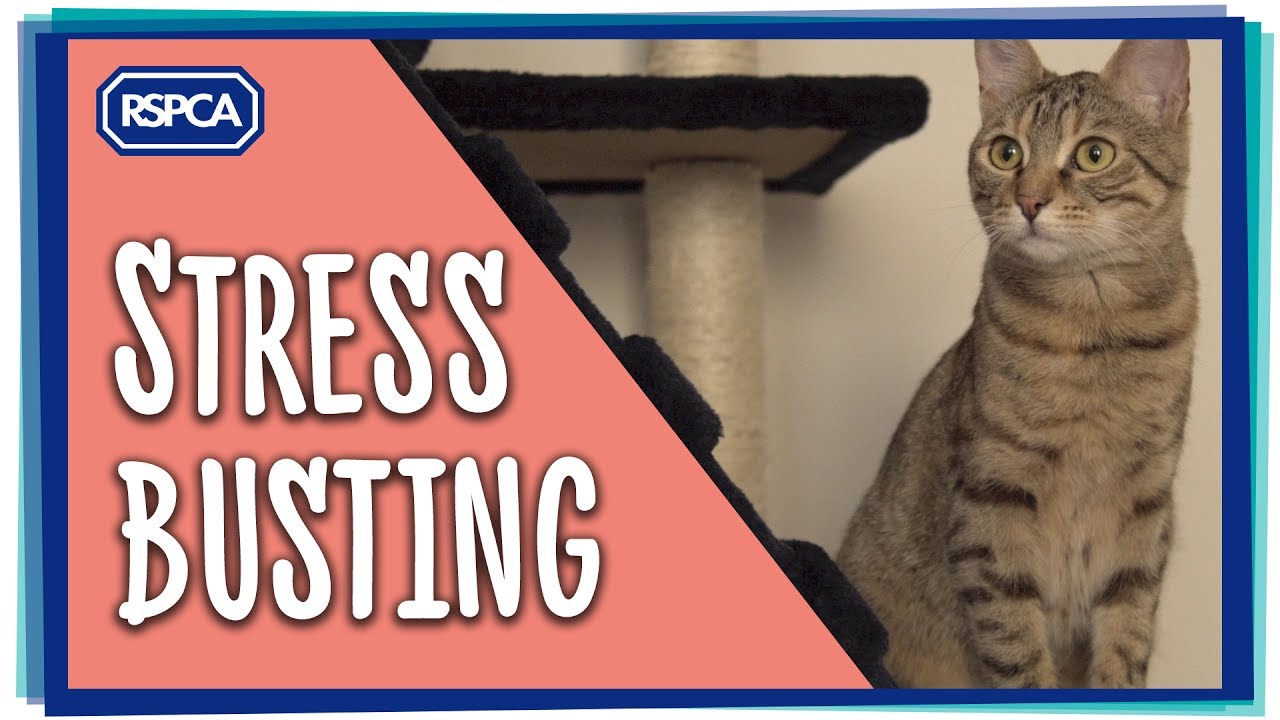 hiding florence and the machine Stress-Busting for your Cat! Ep 3