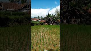 Alam pedesaan #shortvideo#suasanapedesaan#sawah#alamdesa#nature