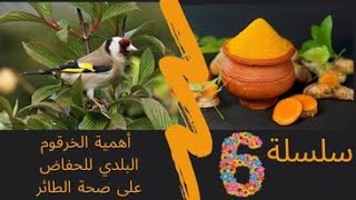 ? les bénéfices du Curcuma pour nos oiseaux ??? فوائد الخرقوم البلدي للطيور وأفضل طريقة للاستعمال ?