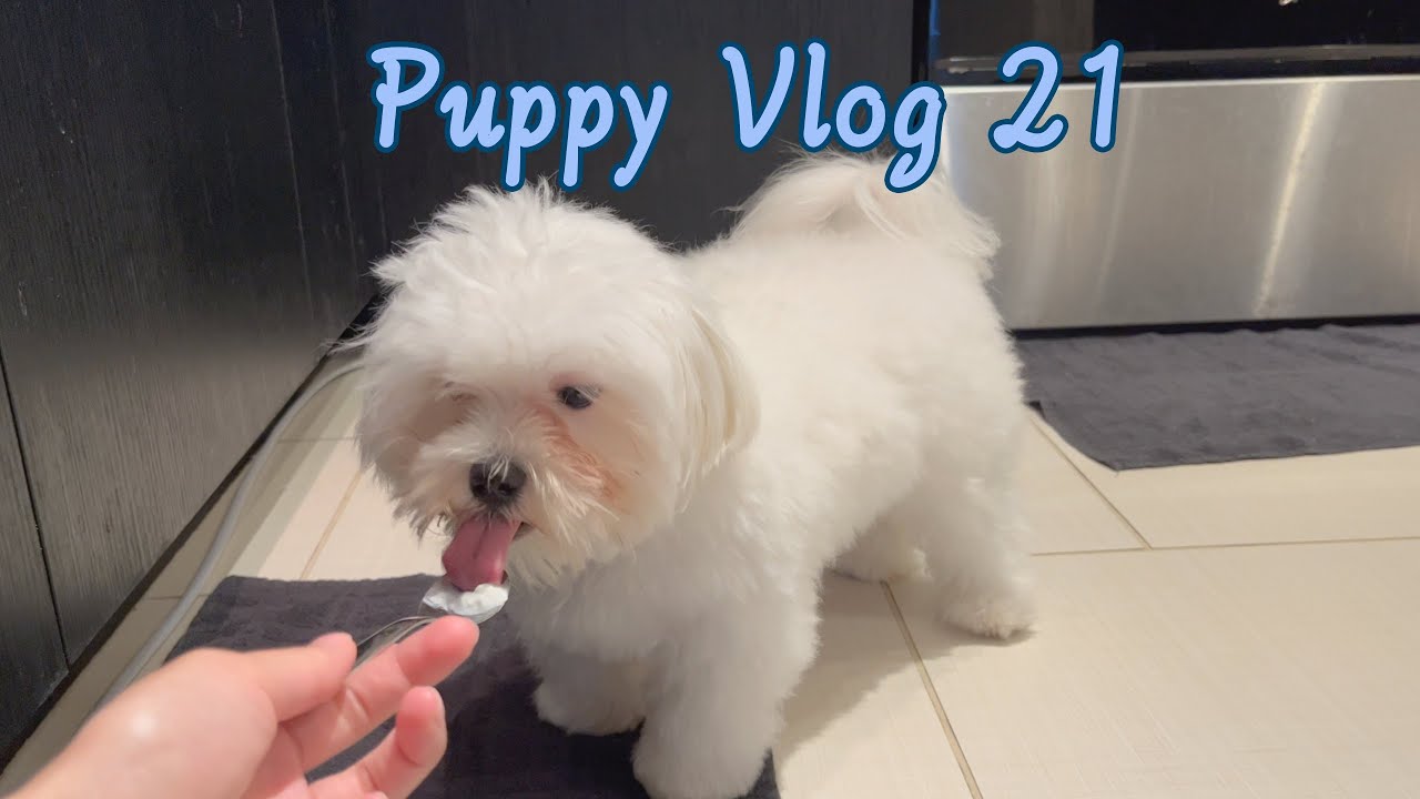 MALTESE PUPPY TRYING YOGURT AND BARKING AT THE PRINTER YouTube