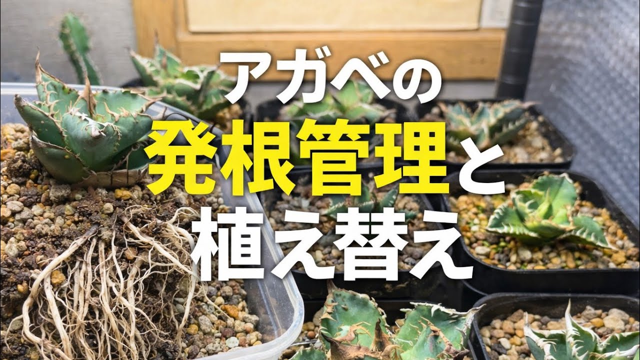 【亞瑟王】アガベ【発根済】 アガベ 発根管理と植え替え - YouTube