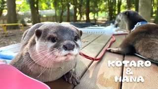 カワウソと秋の公園でピクニックした！　Otters Forest Bathing in Autumn Park