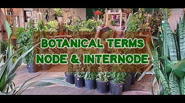 Botanical Terms: Node & Internode