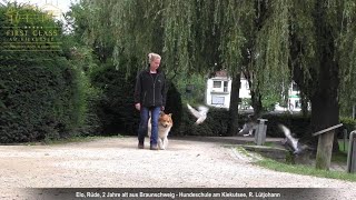 Elo Erziehung ✅ Video nach der Hundeschule