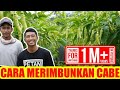 TIPS AGAR CABE BERBUAH BANYAK DAN LEBAT | CARA MENANAM CABE