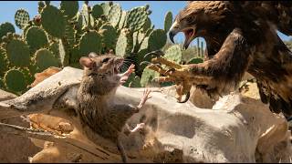 Tiny Rat Hunted by a Golden Eagle in the Deadliest Desert