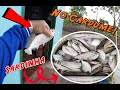 PESCARIA DE CANIÇO - Cardume de Sardinhas - Parte 1