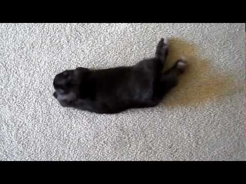 cutest-mini-lop-bunny-funny-laying-posture