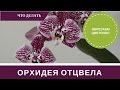 ✿Орхидея Отцвела Что Делать с Цветоносом и Уход✿