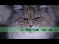 Сибирские кошки