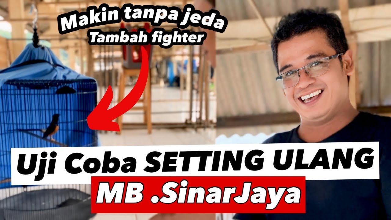 TAMBAH MEWAH‼️MURAI SINARJAYA NEMBAK TANPA JEDA DURASI DAPET SETELAH PASCA MABUNG