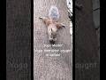 Zen mode #viral #fyp #foryou #foryoupage #trending #shorts #youtubeshorts #viralshorts #yogaanimals