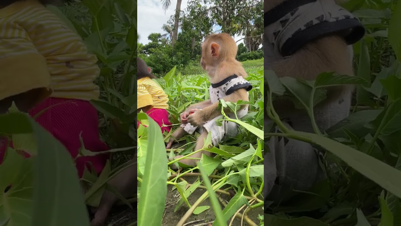 Monkey’s happy heart at home 🐒💖🏠 