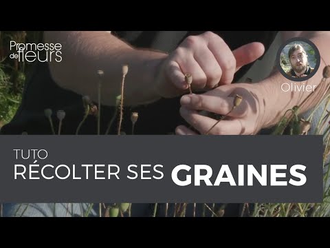 Vidéo: Mattiola à Deux Cornes (40 Photos) : Poussant à Partir De Graines. Quand Planter Des Fleurs ? 