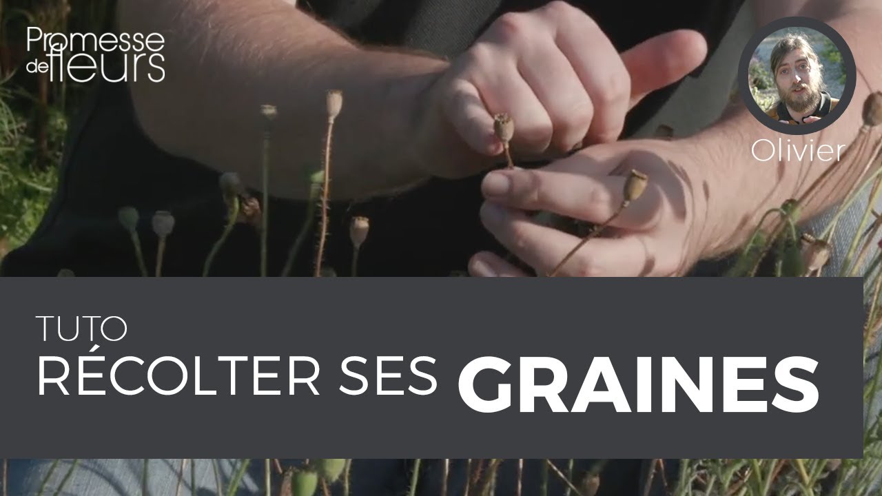 Tuto : Récolter des graines