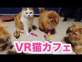 【VR Cat Cafe】 猫カフェ「マンチカンズ」4