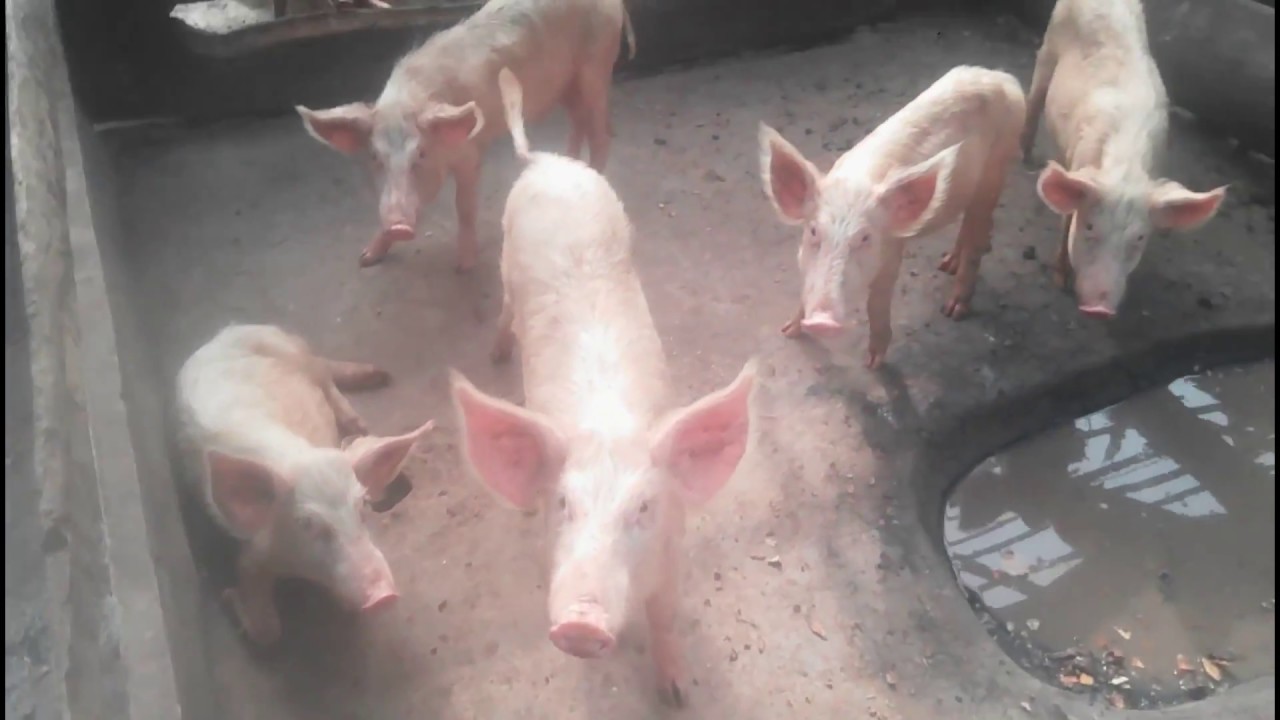 PIG FARMING IN GHANA PART 1 YouTube PIG FARMING IN GHANA PART 1 YouTube