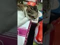 kucing 🐱 tidur #yutubeshorts #cats #cat #animals #animal #hewan #kucing #kucinglucu