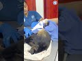 Tiny Baby Howler Pulled Away From Dead Mother  #animals #sad #wildlife #babyanimals