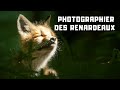 COMMENT PHOTOGRAPHIER DES RENARDEAUX.