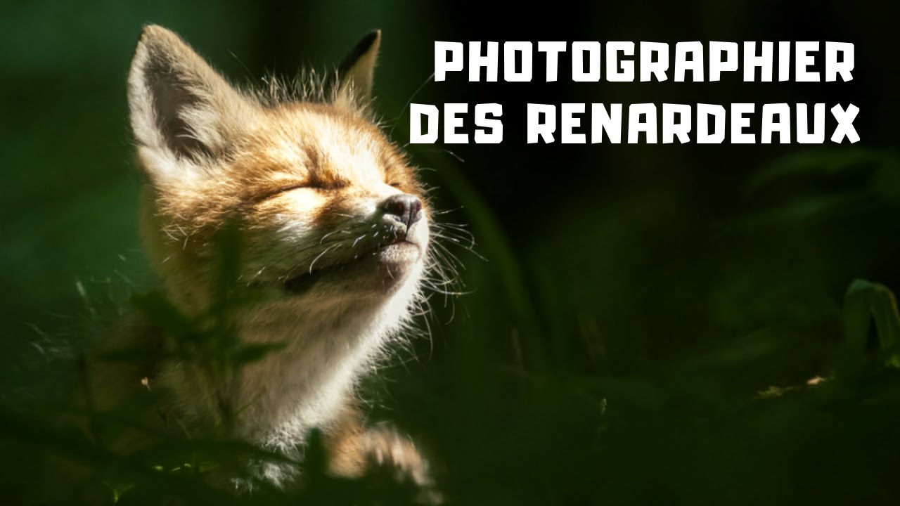 COMMENT PHOTOGRAPHIER DES RENARDEAUX.