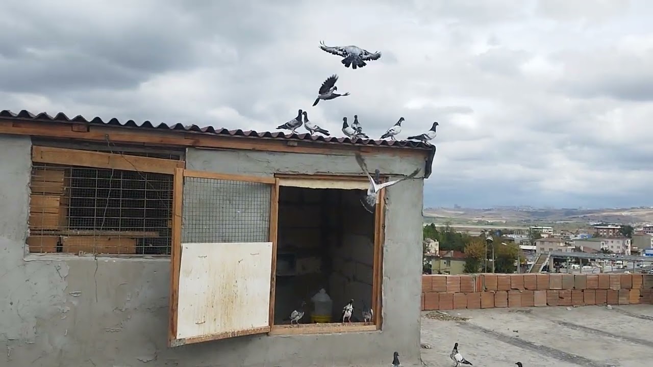 Deres Güvercinlerim. Güvercin uçurtmayı sevenler için en iyi ırk...