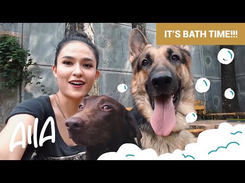 Video: Cara Menyikat Anjing Di Musim Semi