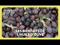 Comment est fabriquée l'huile d'olive ? - Bel & Bien ensemble