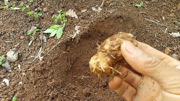 Sâm Cóc cực phẩm của rừng CheO reO