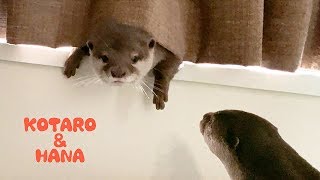 カワウソコタローとハナ　カワウソ達にベッドを占拠された　Otter Kotaro&Hana Want to Sleep in Owners Bed