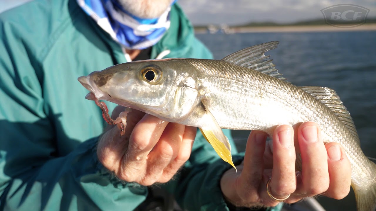 Bread & Butter Fishing BCF YouTube