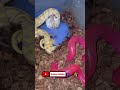 #ballpython #morph #snake #exoticpets #reptilelife
