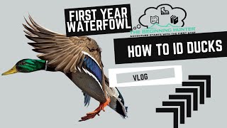 Beginning Waterfowl: How to ID Ducks