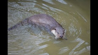 A Vidra Az Év Emlőse