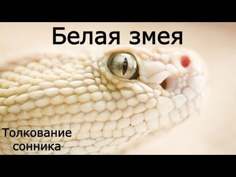 Белая змея - толкование сонника