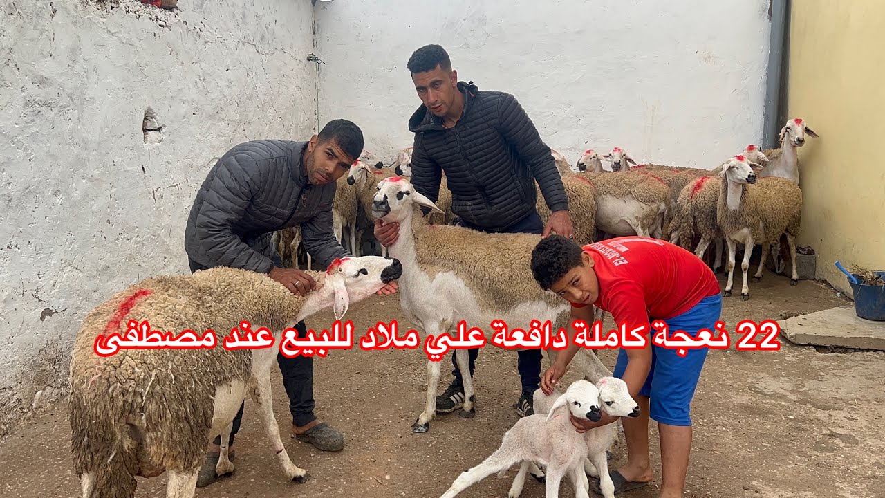 22 نعجة كاملة دافعة على ميلاد معروضة للبيع عند الأخ مصطفى