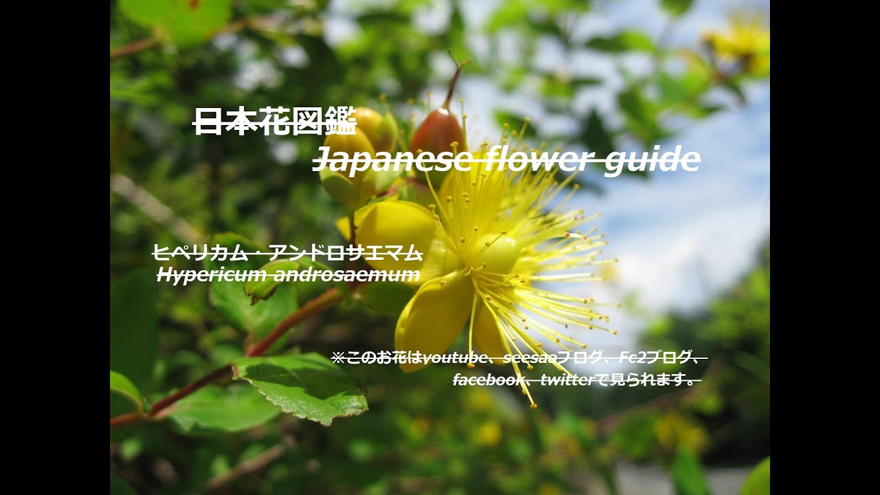 小坊主弟切が煌めく Hypericum Androsaemum Sparkle ヒペリカム アンドロサエマム 季節の花 日本花図鑑 Japanese Flower Guide Youtube