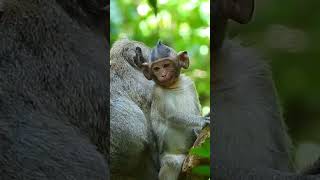 Monkeys Baby Monkeys