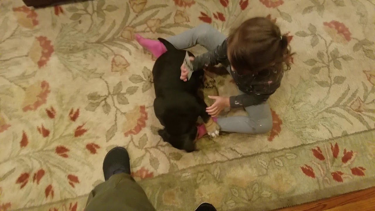 Exotic Bully Legend at 11 weeks