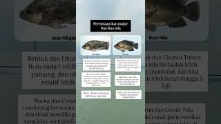Perbedaan ikan nila dan ikan mujair #tipsdantrik #infomenarik #belajarbersama #reel #fyp