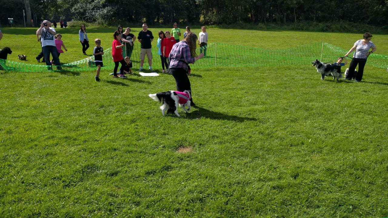 Bonnie wins 1st place in dog talent show! YouTube
